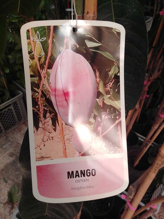 Mango Tree / Mango64584573545089122