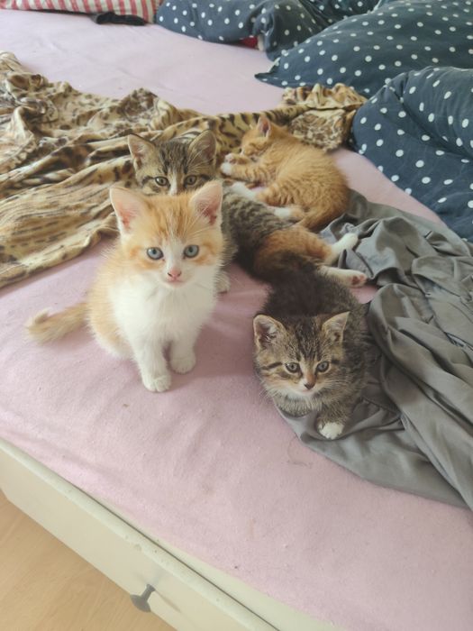 Oddam za darmo do adopcji