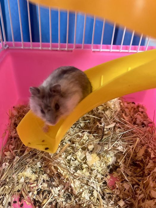 Продам джунгарских хомяков