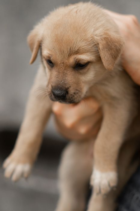 Цуцики відповідальним, добрим людям