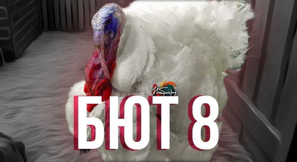 Бют 8. Інкубаційне яйце (інкубаторія UA)