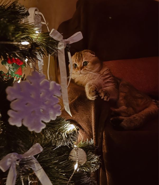 Вязка кота Скотіш фолд