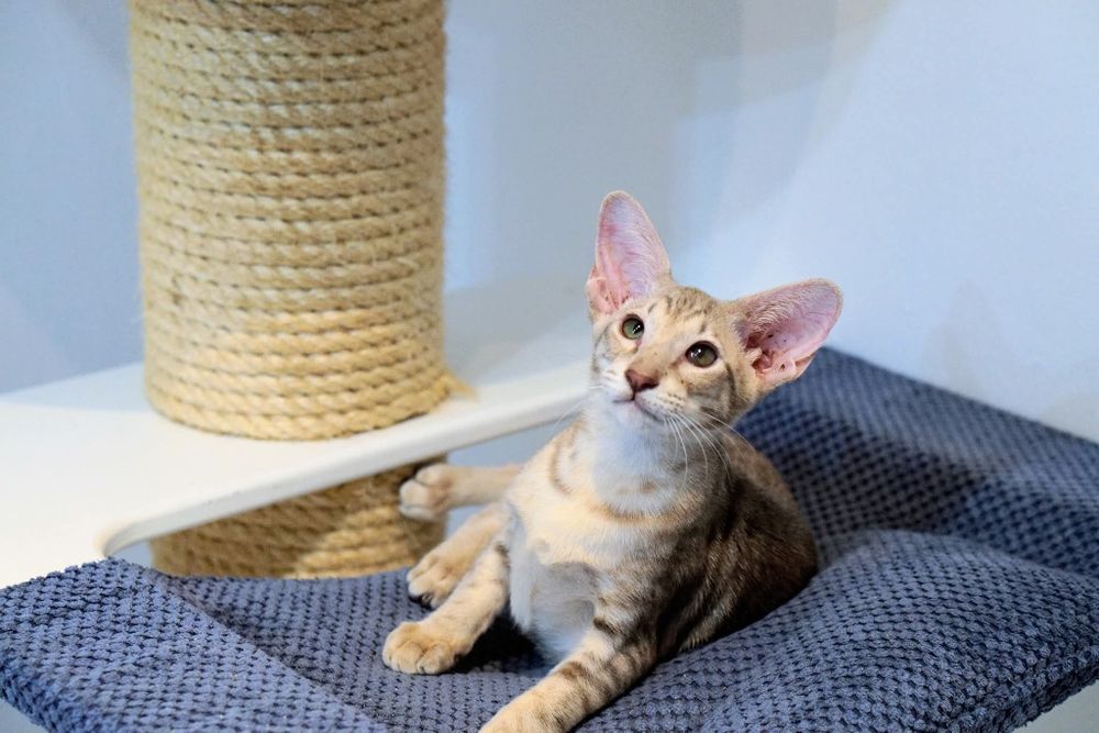 Kotka orientalna krótkowłosa gotowa do zmiany domku prawdziwy rodowód