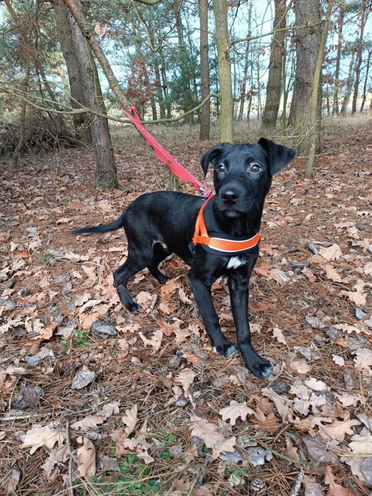 Uratowany G O N Z nadal bez SWOKEGO człowieka!