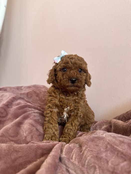 Dalia Suczka Pudel Maltipoo Bichpoo Wyprawka Badania genetyczne