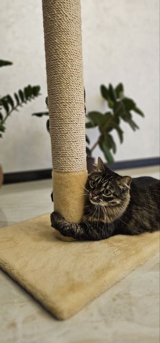 Кігтєточка для  котів. Дряпка, царапка для активних котиків