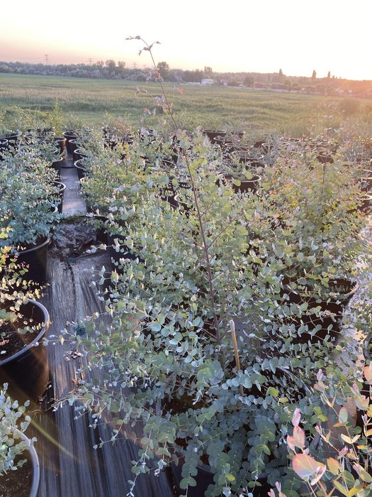 Деревья Эвкалипт Гунни Eucalyptus Gunni евкаліпт гунні гунніі ганна євкаліпт