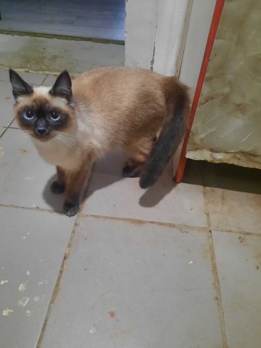 Віддам кицю сіамську