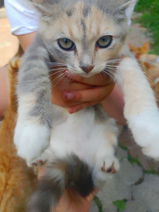 Віддам кошенят в добрі руки