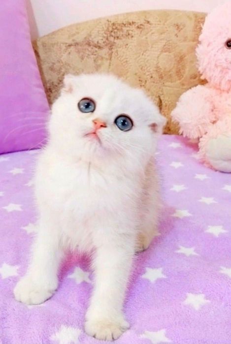 Шотландський красунчик хлопчик шиншилка