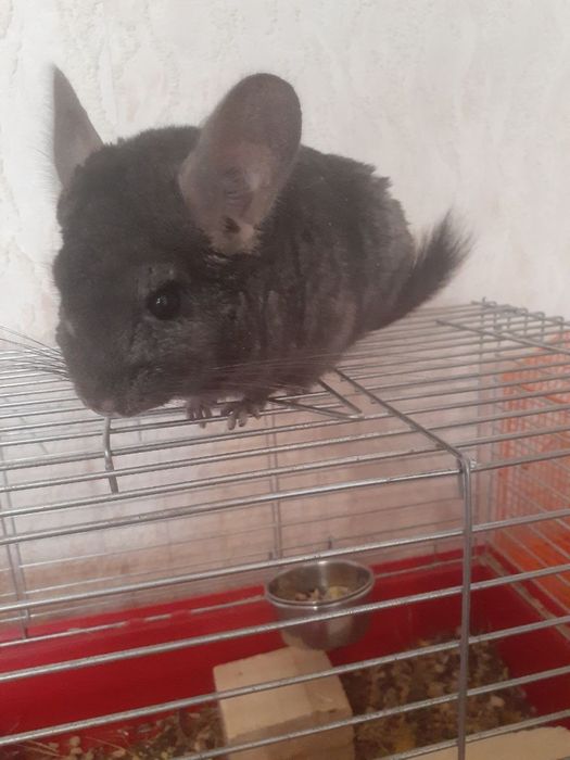 Шукаємо дім.дім потрібен терміново!!!