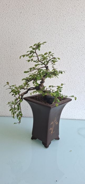 Bonsai Ulmus Parvifolia - cascata