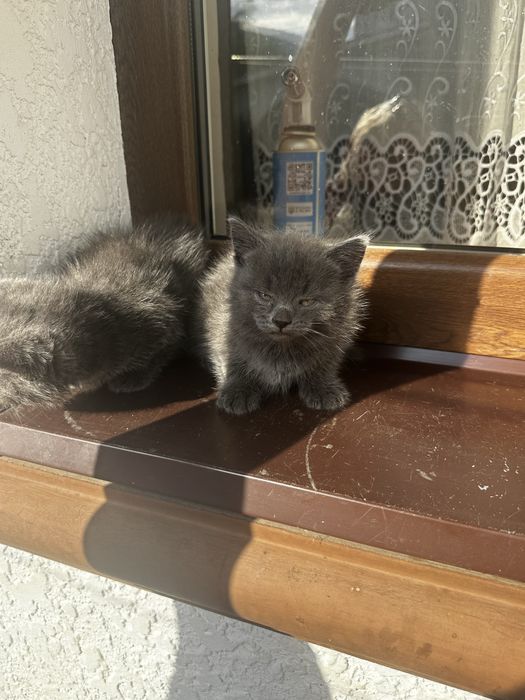 Британські кошенята