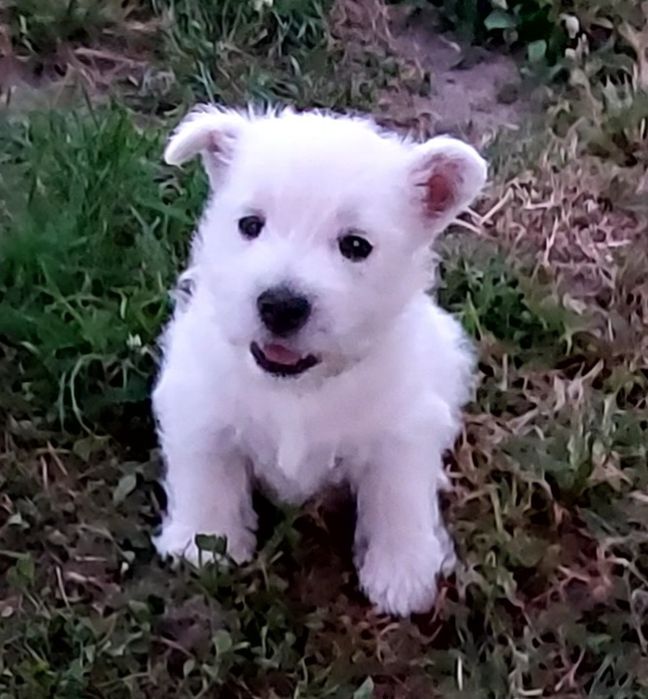 West highland white terrier westi zkwp FCI