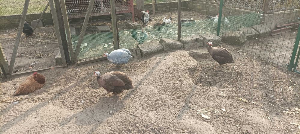 Jajka od perliczek czekoladowych oraz niebieskiej kurze