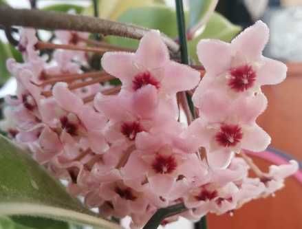 Hoya hoja krimson queen - ukorzeniona sadzonka