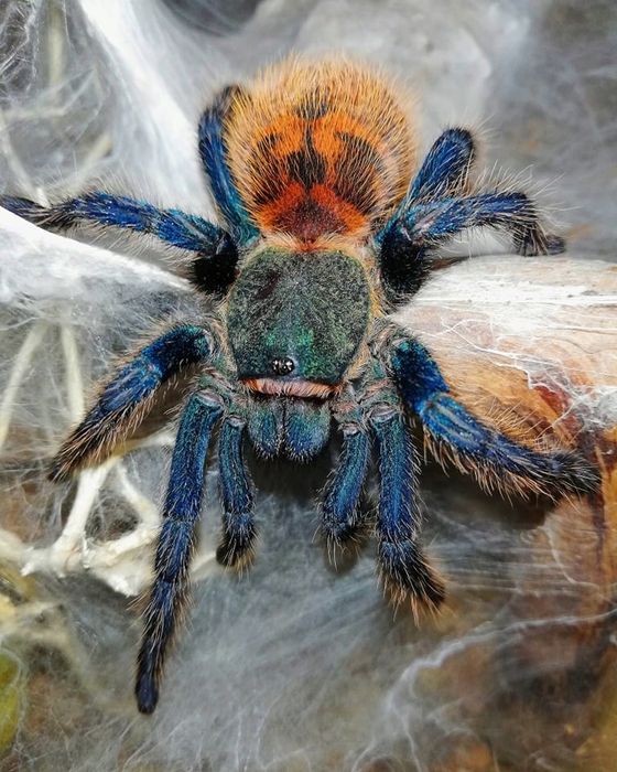 chromatopelma cyaneopubescens dorosła samica