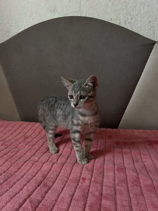 Кошеня (киця) в хороші руки