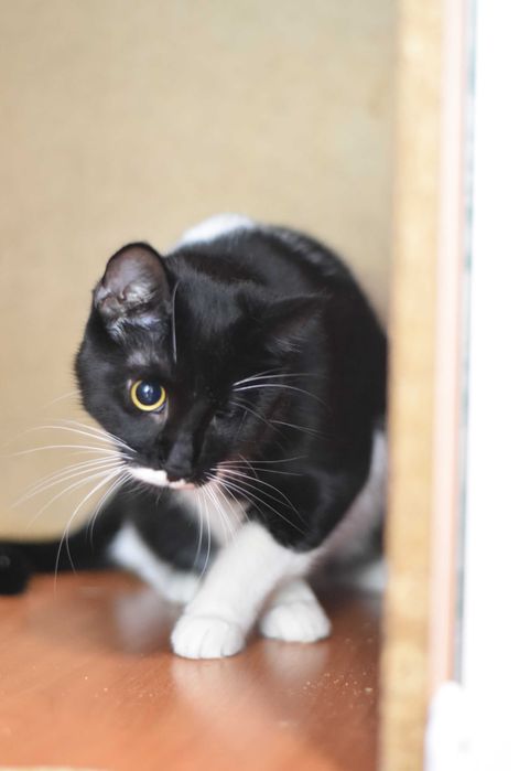 Молодая кошка Лётка ищет дом