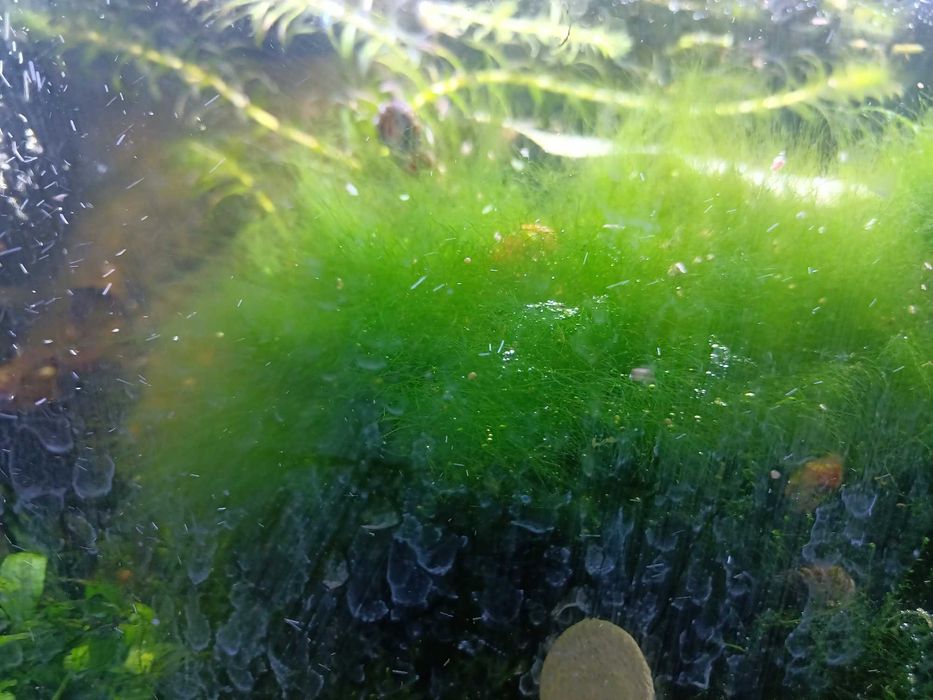 Mech akwariowy -arimo.