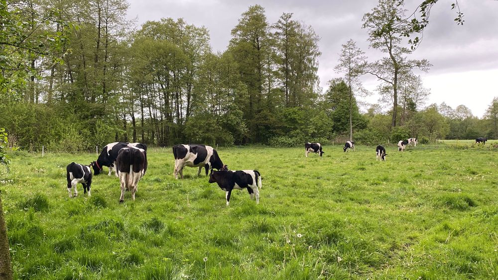 Mleko od rodzimych krów -GrassFeedowe