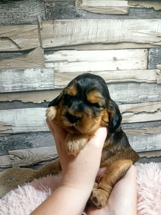 Cocker spaniele rezerwacja