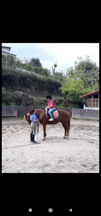 Cavalo cruzado castrado