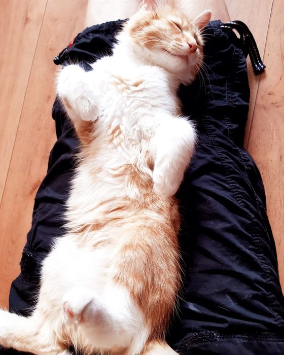 Перетримка котиків