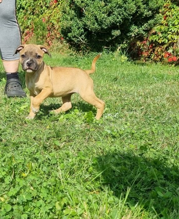 Staffordshire Bull Terrier,Staffik, suczka