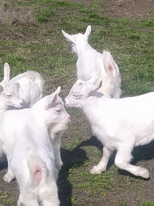 Оголошення Продам