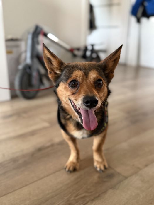 Psiak Tobi do adopcji