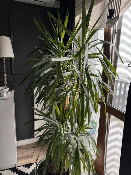 Kwiatek Juka Yucca