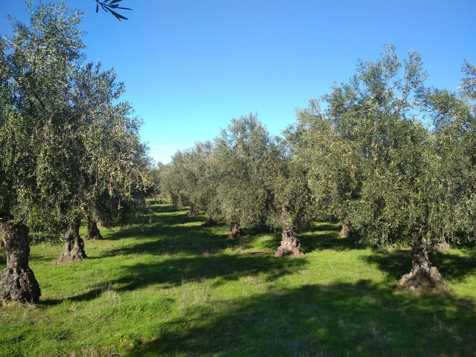 6 Oliveiras Adultas para Jardins ANGEJA
