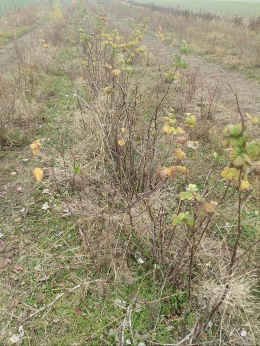 Maliny letnie sadzonki