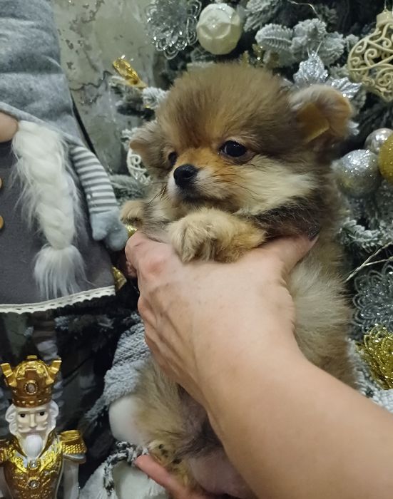 Наші цуценята шукають мам,тат