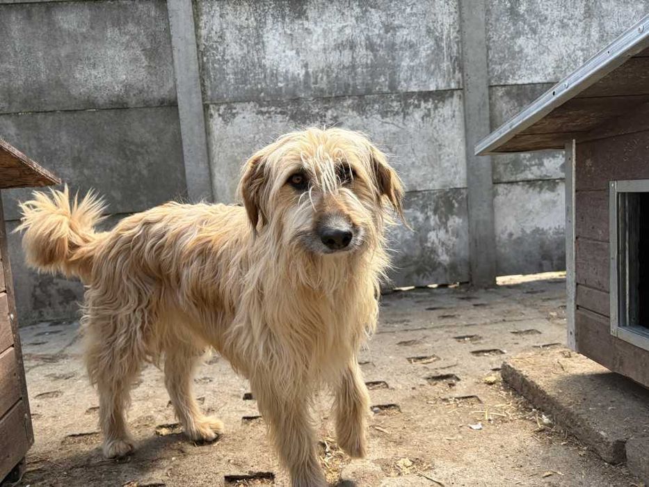 088978 Afgan do adopcji