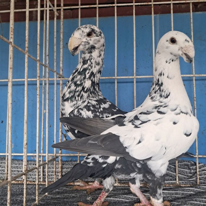 Niemiecki wystawowy możliwy transport