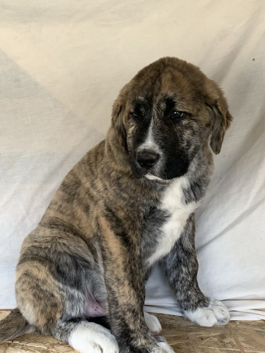 Owczarek środkowoazjatycki FCI