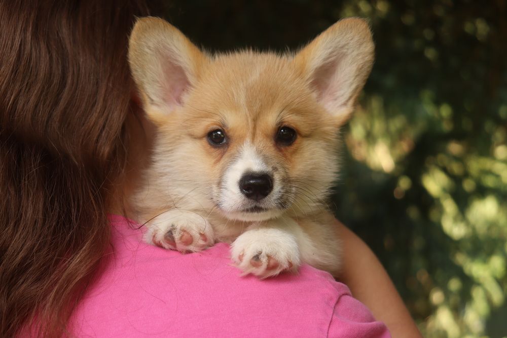 Welsh Corgi Pembroke Chłopak