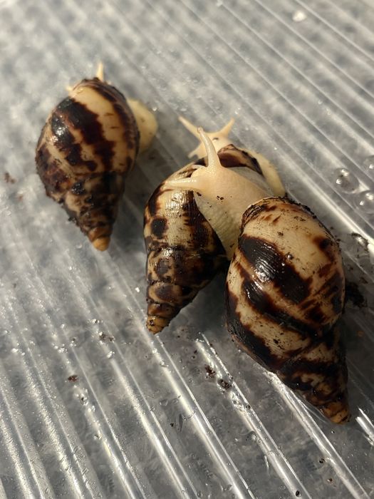 slimaki afrykańskie reticula