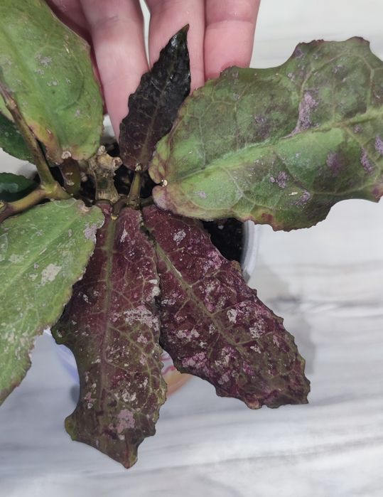 Хойя Hoya Undulata Army