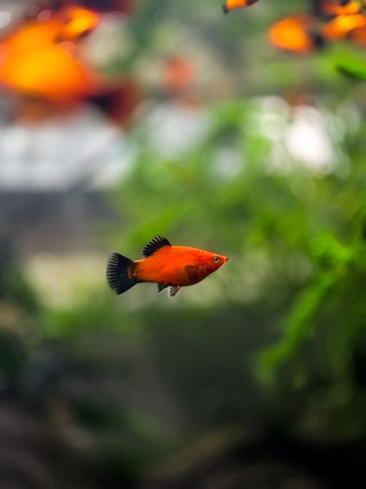 Peixes Platys jovens!