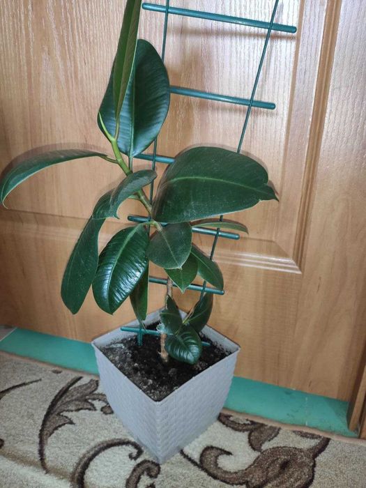 Фикус кустовой  молодое растение