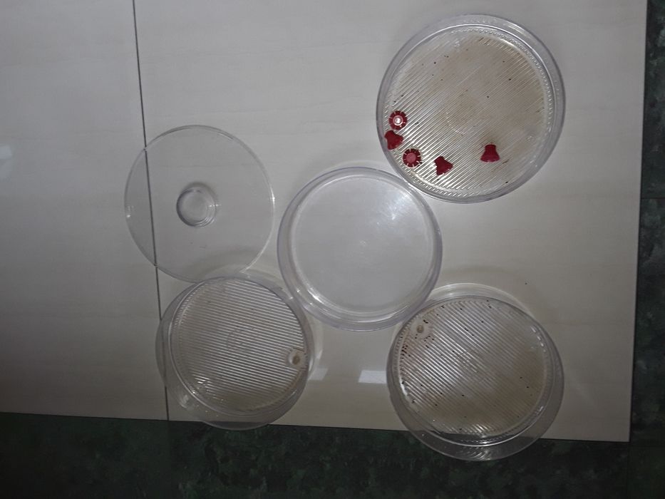 Kiełkownica bionatura