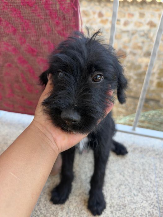 Cão babe para adopção