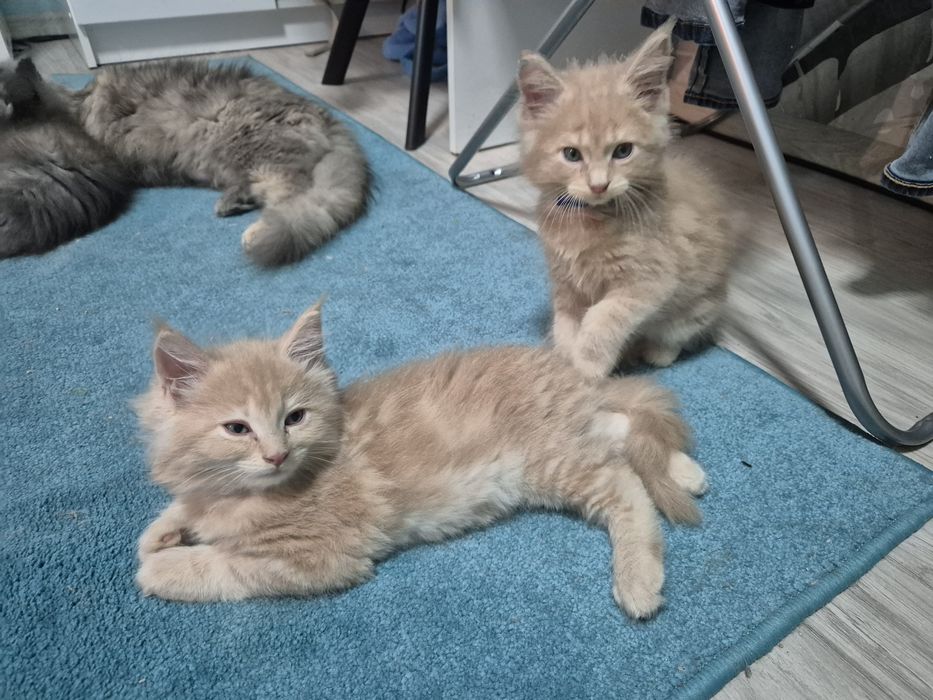 Maine coon 2 ostatnie kocurki