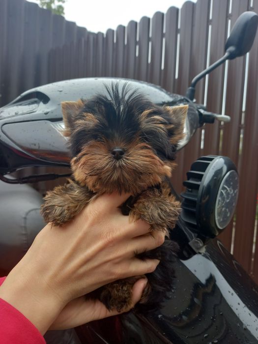 чудо девочки и мальчики