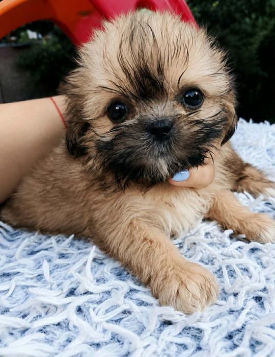 Maleńka dziewczynka Shih tzu  8 tyg szuka domu