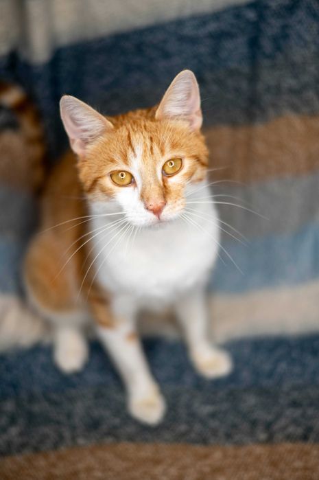 SMOK kocur do adopcji