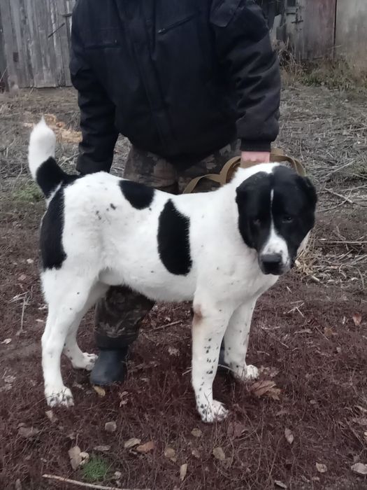 Кобель алабай вязка